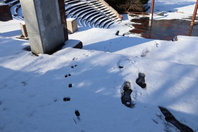 雪に小さな足跡 - 兵庫県立人と自然の博物館（ひとはく） ひとは
